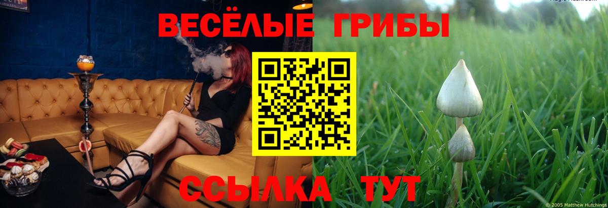 Псилоцибиновые грибы Psilocybe Бор